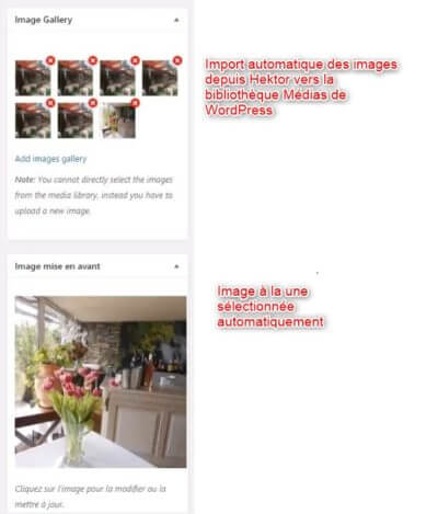 import des images hektor dans la bibliothèque media de wordpress